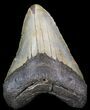 Huge, Megalodon Tooth - North Carolina #41610-1